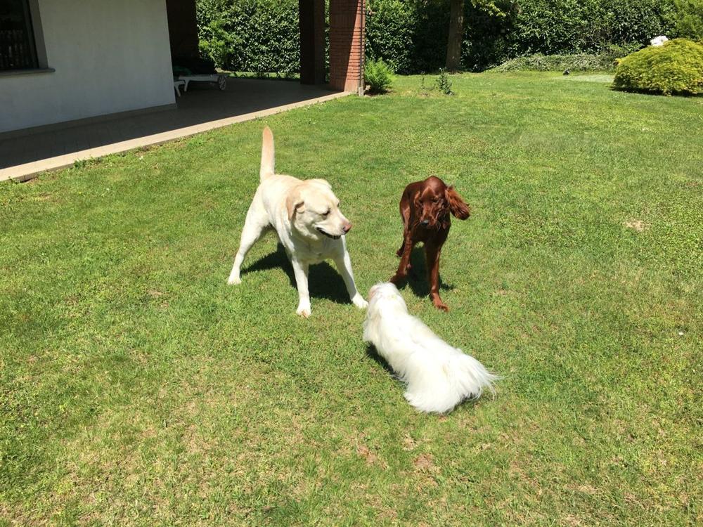 Setter irlandese dal pelo rosso lucido con un labrador e un cane bianco a pelo lungo in giardino