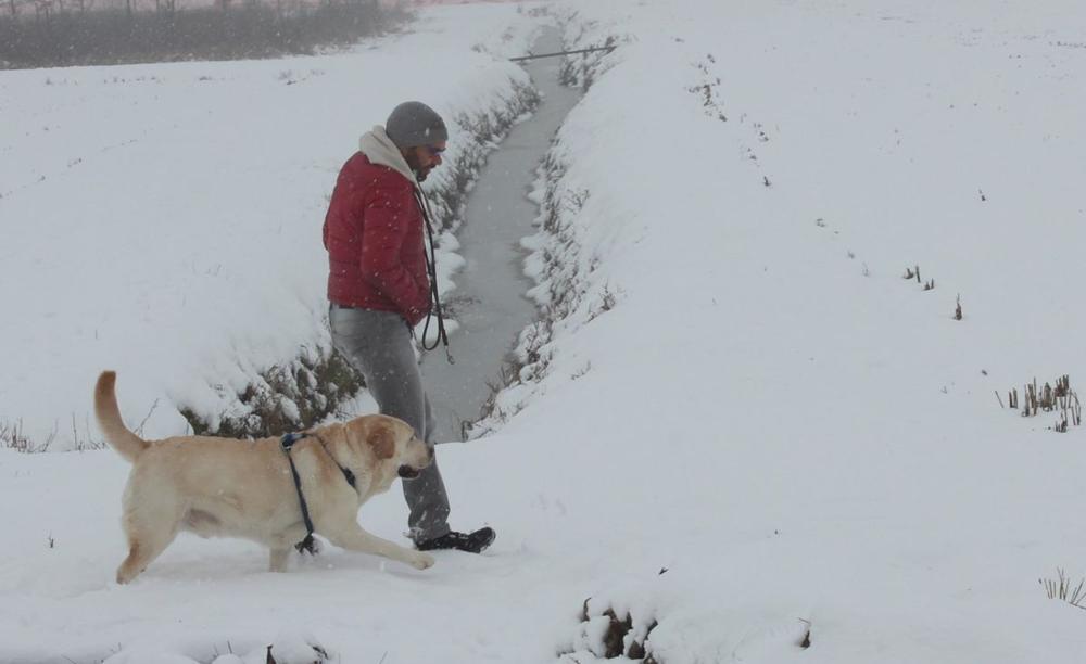 Davide Bergamaschi cammina nella neve con un labrador alla lunghina durante un esercizio di richiamo