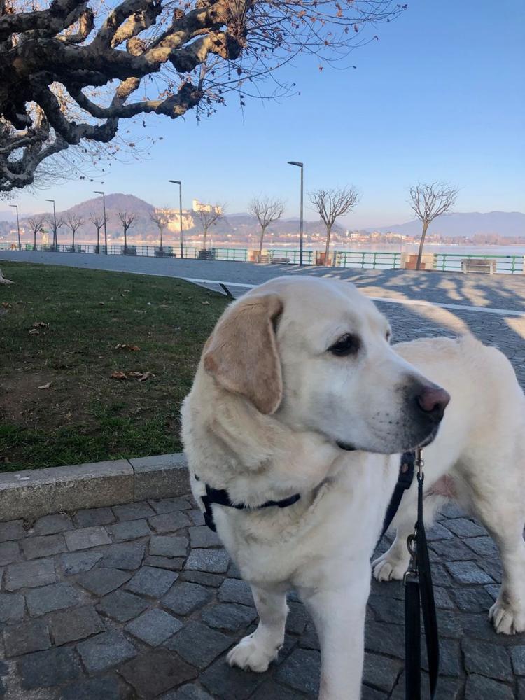 Labrador anziano al guinzaglio sul lungolago del Lago Maggiore, con la Rocca di Angera sullo sfondo